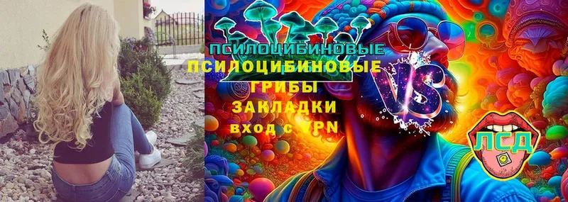 Псилоцибиновые грибы Cubensis Закаменск